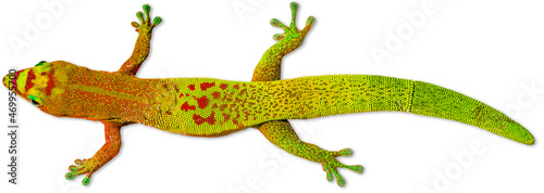 Gecko sur fond blanc 