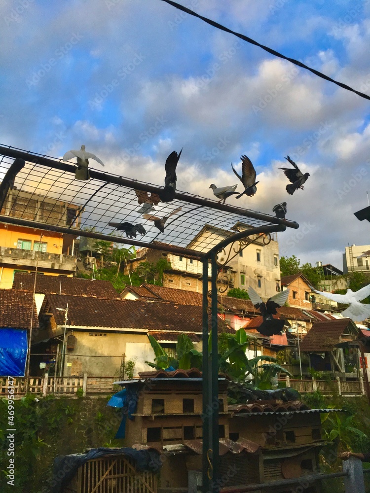 pigeons after sunset