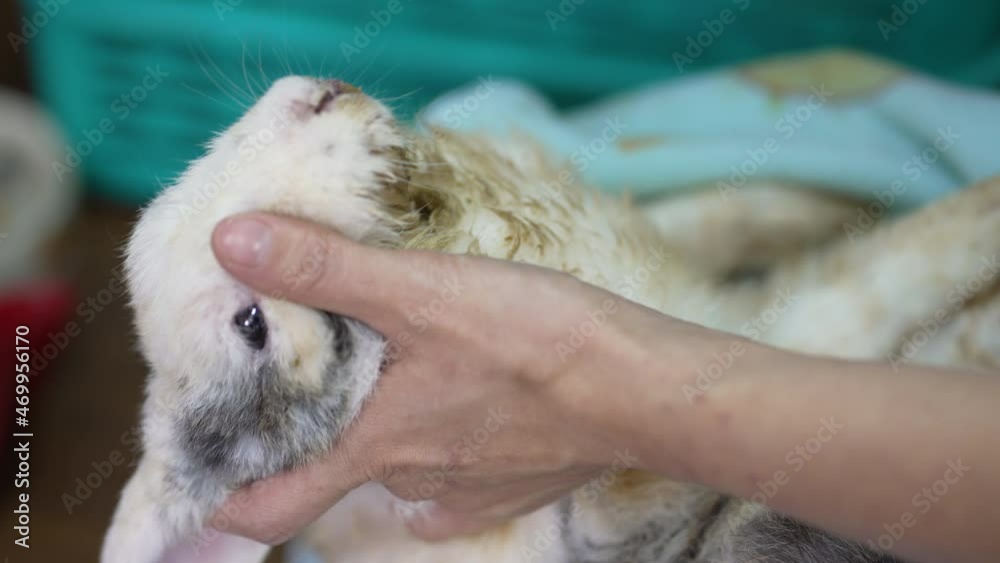 Close Up View of Woman Feed Medication to Sick Rabbit Close Up View of Woman Feed Medication to Sick Rabbit