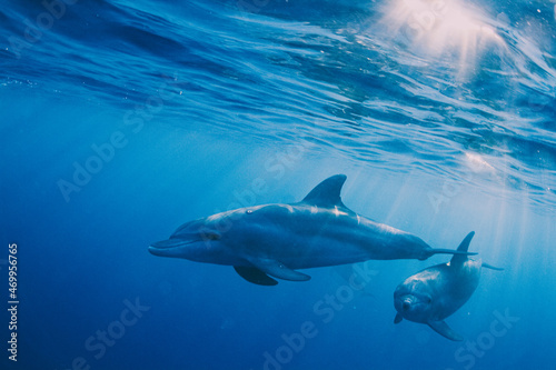 Delfines en el azul