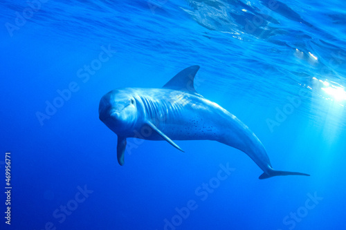 Delfín © Graficamente