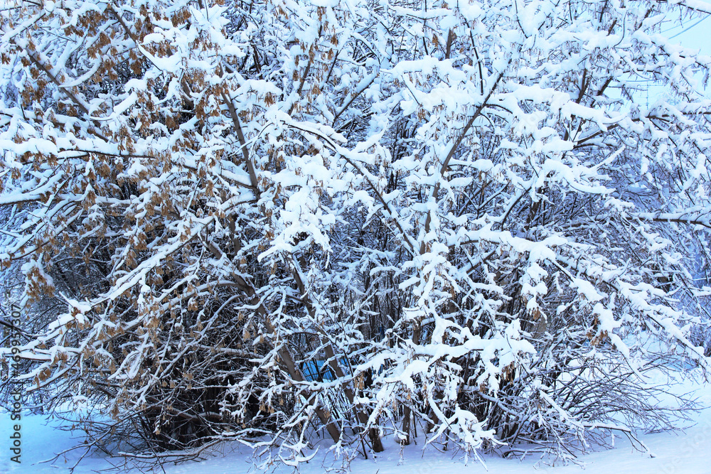 Frozen winter plant. Winter landscape. Can be used as a background, wallpaper, postcard. Frozen winter plant. Winter landscape. Can be used as a background, wallpaper, postcard.