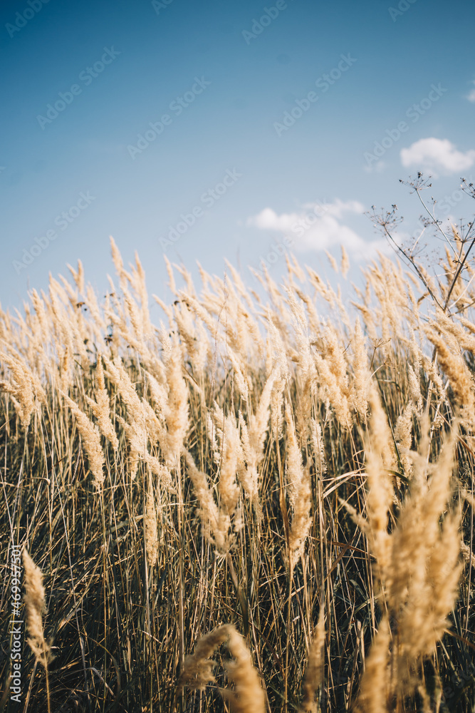 Fototapeta premium a field of wheat grains against a blue sky