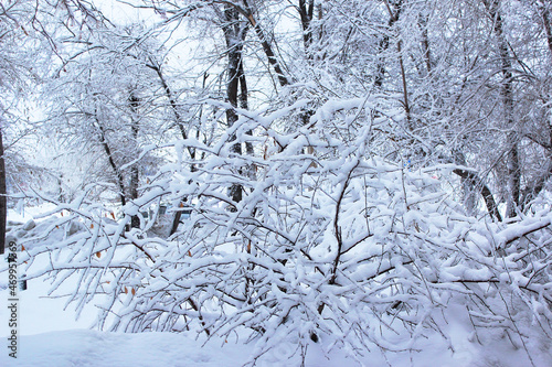 Frozen winter plant. Winter landscape. Can be used as a background, wallpaper, postcard. © ligasveta