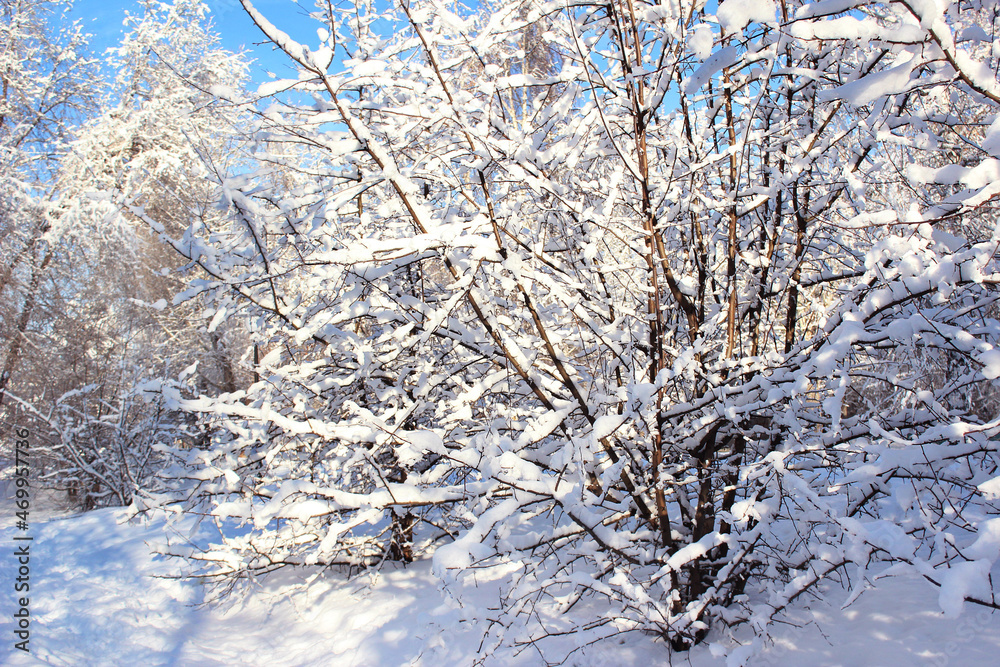 Frozen winter plant. Winter landscape. Can be used as a background, wallpaper, postcard. Frozen winter plant. Winter landscape. Can be used as a background, wallpaper, postcard.