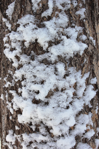 Snowdrift. Snow on the bark of a tree. Background for text, design.