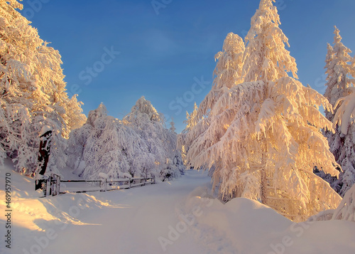  Paesaggio invernale,  alberi nella neve photo