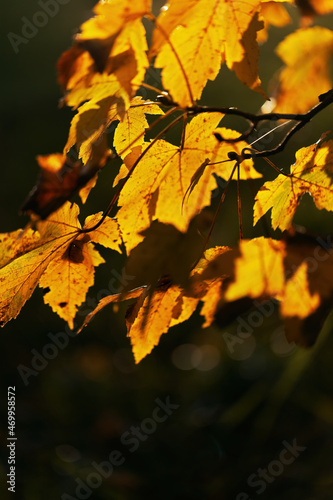 Branch with golden colored maple leaves in October