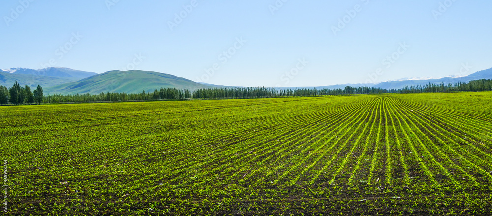 Spring green ecological farmland wheat