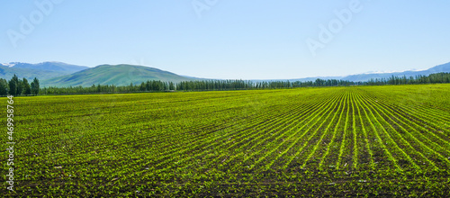 Spring green ecological farmland wheat