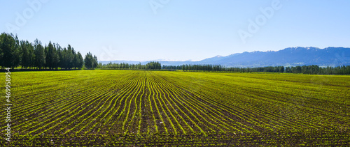 Spring green ecological farmland wheat © Brekke