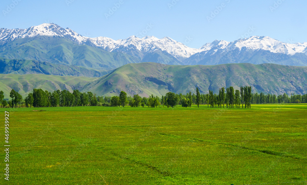 Spring green ecological farmland wheat