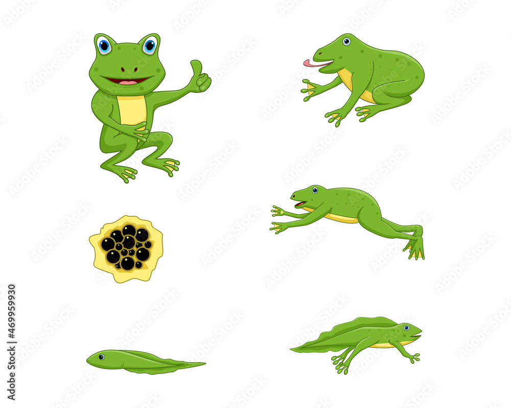 Obraz premium frog set bundle