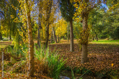 Wonderful autumn landscape. Beautiful romantic city park with autumn leaves on the ground. City park of Bonito  located in Entroncamento - Portugal 