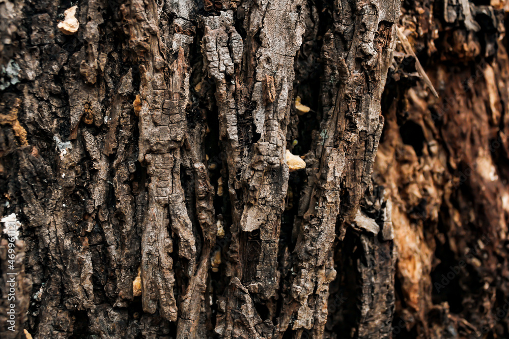 bark of a hickory tree bark of a hickory tree