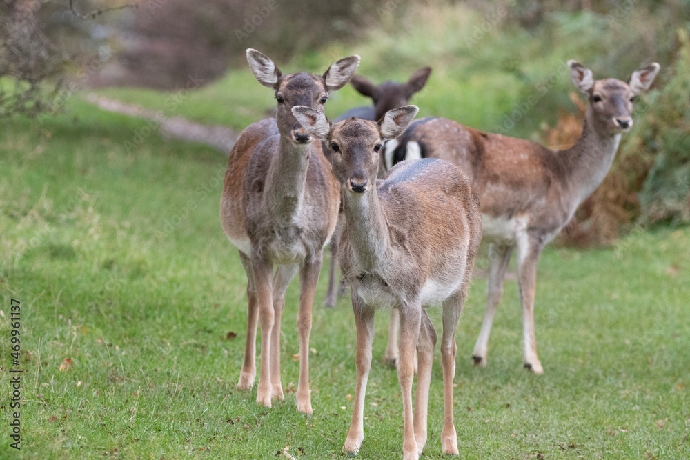 deer in the forest