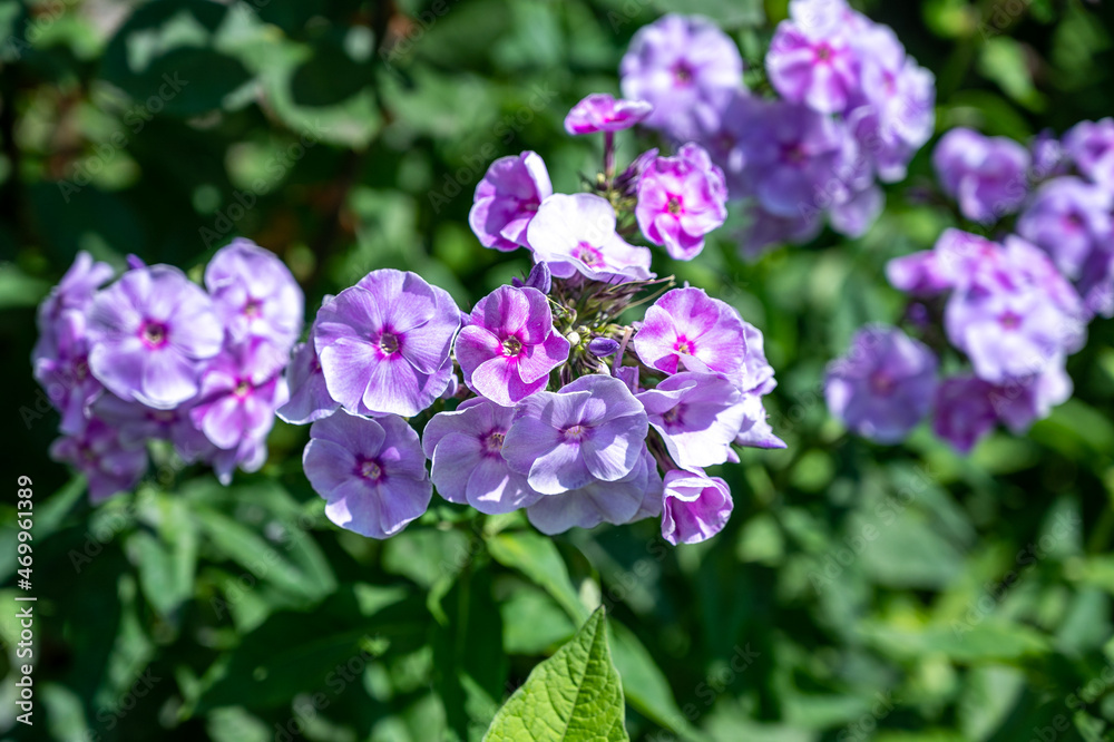 The beautiful purple garden phlox flowers blooming under the sun The beautiful purple garden phlox flowers blooming under the sun