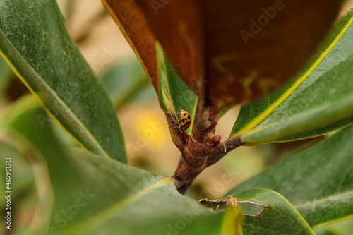 Ladybug climbing a magnolia tree in Autumn