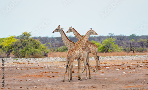 Giraffe family walking in the Etosha park, Namibia