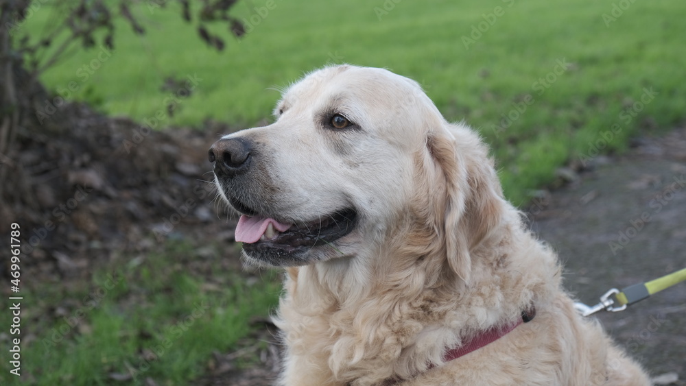 golden retriever dog