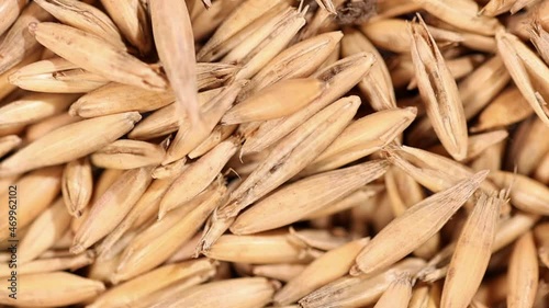 Rotation of oats in close-up. Lots of grain. Super Mario. Harvesting grain.