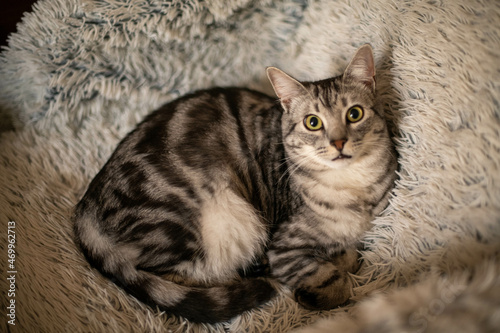 Grey cat portrait, feline resting, playful kitten