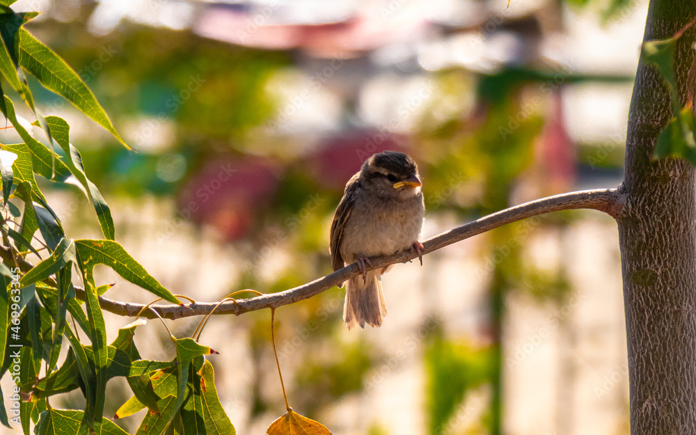 Fototapeta premium Descanso en plumas