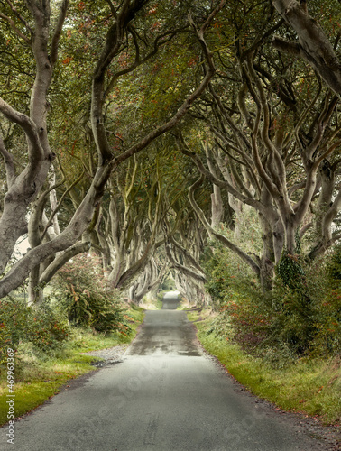 Early Autumn landscape of Road through the Dark Hedges a unique beech tree tunnel road n Ballymoney, Northern Ireland. Game of thrones location