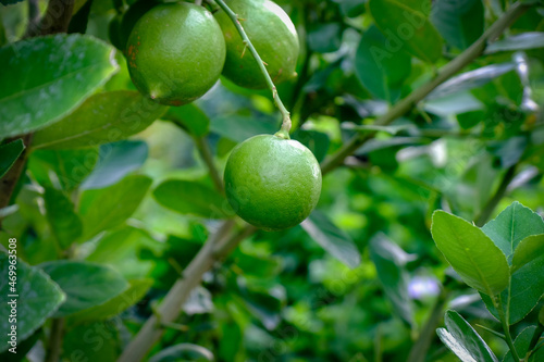 Wallpaper Mural Green Lime in of Thailand Torontodigital.ca