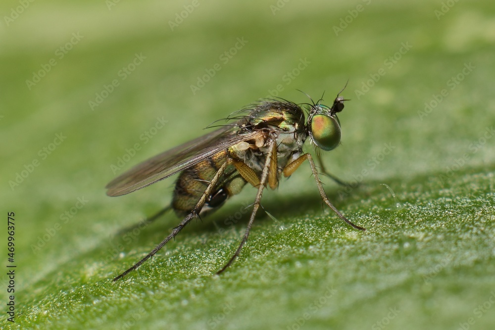 little fly chrysotus on a leaf little fly chrysotus on a leaf