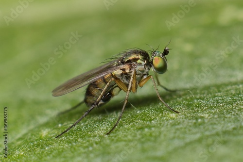 little fly chrysotus on a leaf