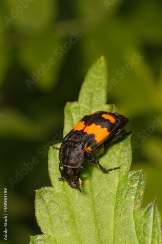 Burying beetle Nicrophorus vespilloides on a leaf 