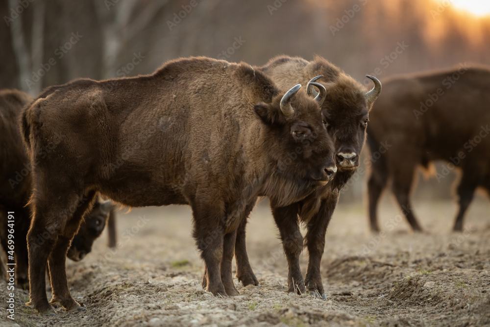 European bison - Bison bonasus in the Knyszyn Forest (Poland)