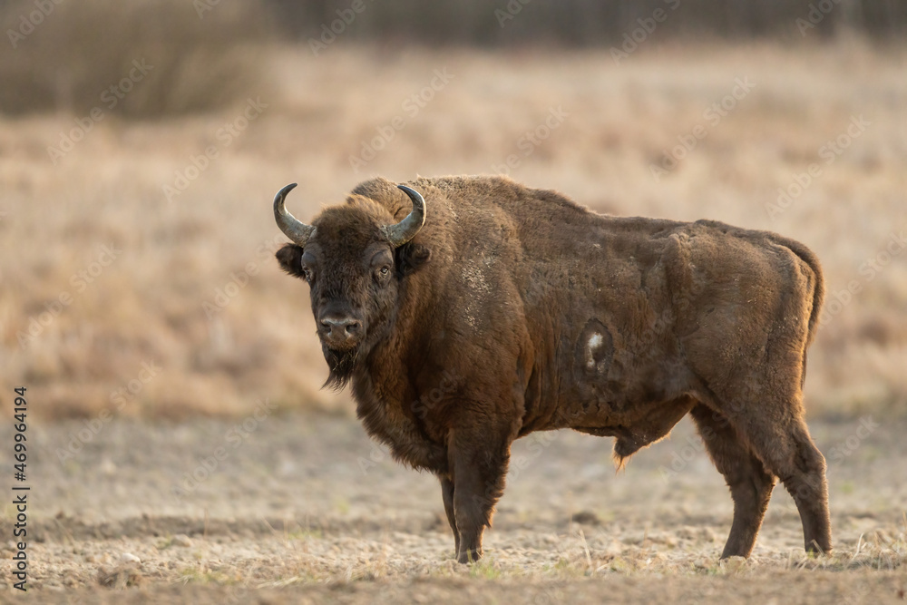 European bison - Bison bonasus in the Knyszyn Forest (Poland) European bison - Bison bonasus in the Knyszyn Forest (Poland)