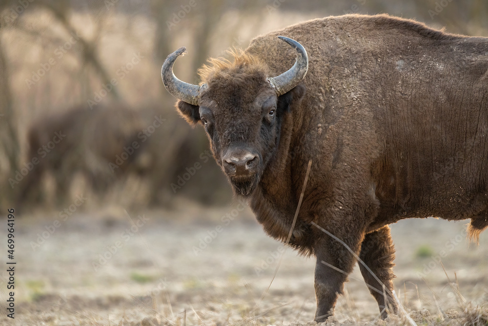 European bison - Bison bonasus in the Knyszyn Forest (Poland)