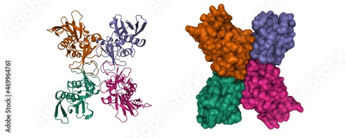 Structure of streptococcal pyrogenic exotoxin A1 (SpeA) tetramer. 3D cartoon and Gaussian surface models, chain id color scheme,  PDB 1b1z, white background photo