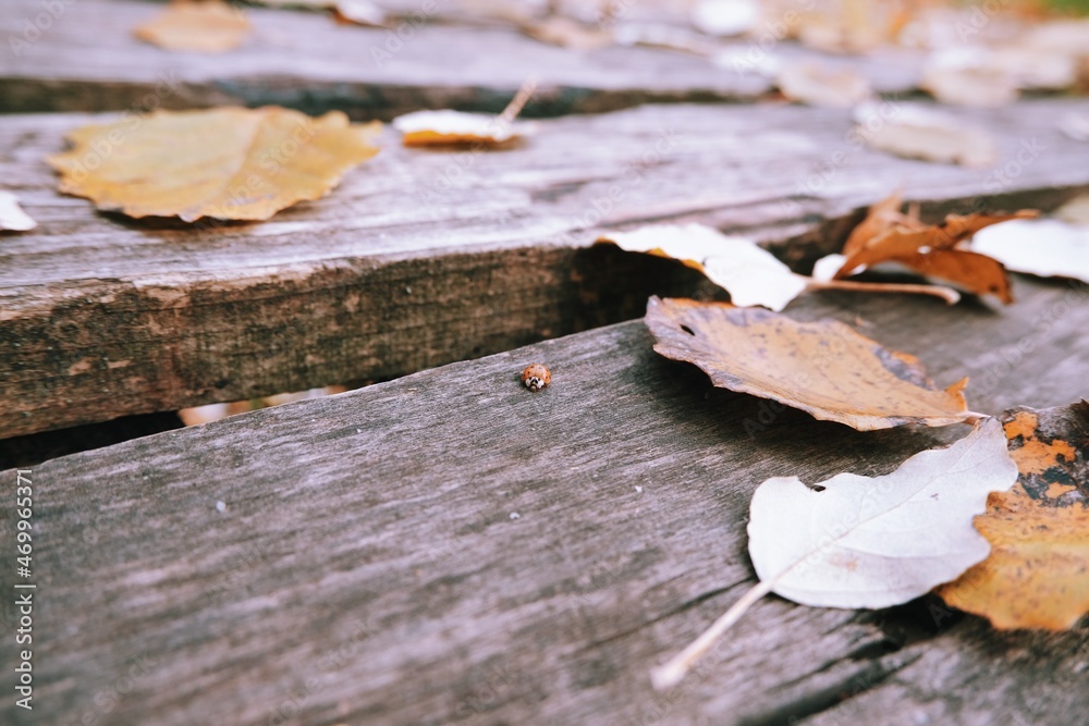 ProClose up autumn leaves on the wooden table. Autumn aestethic background. ProClose up autumn leaves on the wooden table. Autumn aestethic background.