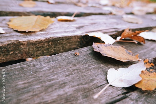 ProClose up autumn leaves on the wooden table. Autumn aestethic background.