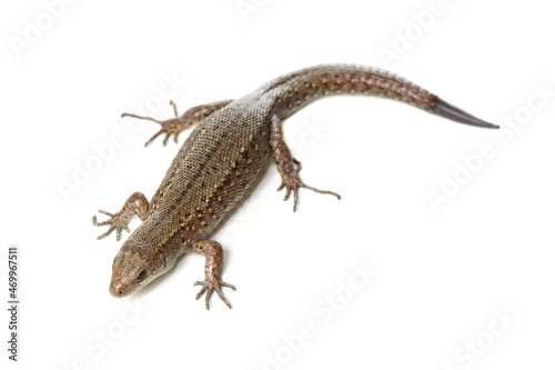 Small lizard isolated on a white background.