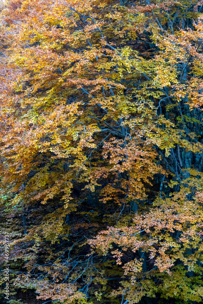 Autumn foliage in the mountains. Beech forest with dry foliage.Mountain landscape with autumn colors Autumn foliage in the mountains. Beech forest with dry foliage.Mountain landscape with autumn colors