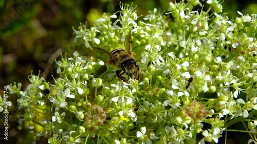 A honey bee collects nectar on flowers on the banks of the Kuyalnitsky estuary, Ukraine photo