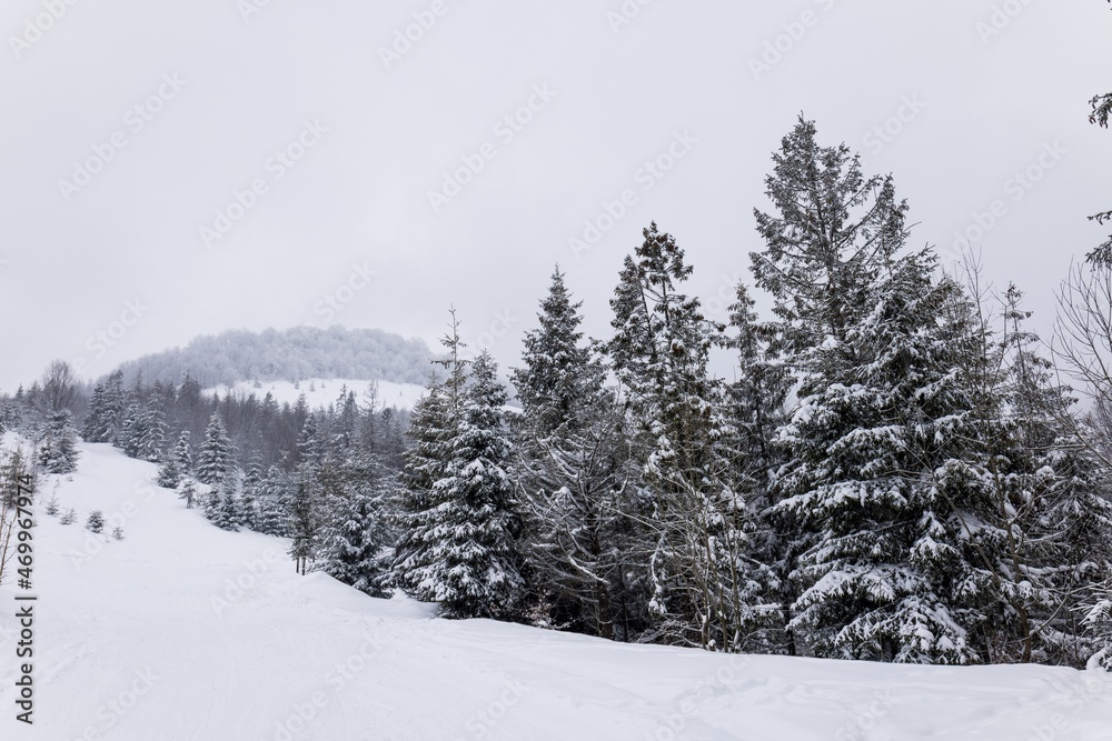 Harsh winter landscape beautiful snowy fir trees
