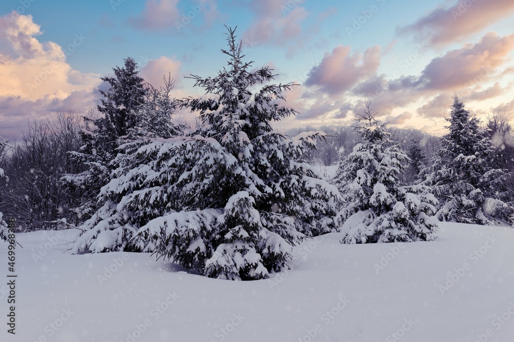 Harsh winter landscape beautiful snowy fir trees Harsh winter landscape beautiful snowy fir trees