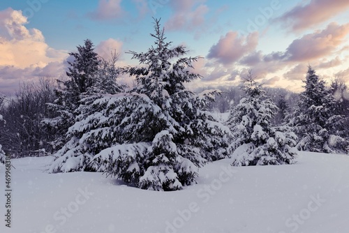 Harsh winter landscape beautiful snowy fir trees © YouraPechkin