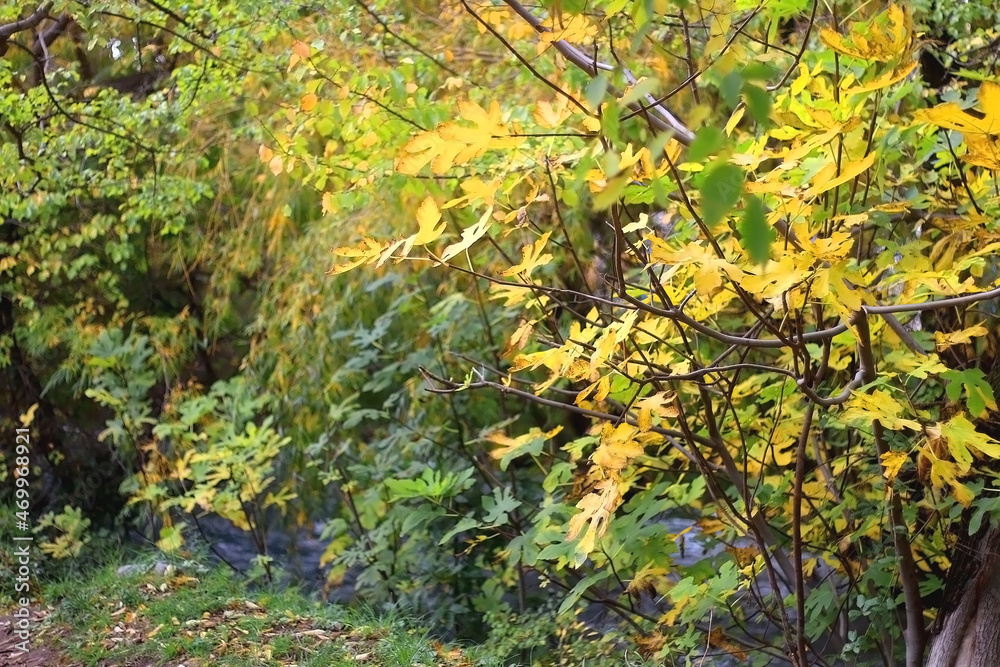 Colorful autumn leaves on a tree. Selective focus. Colorful autumn leaves on a tree. Selective focus.