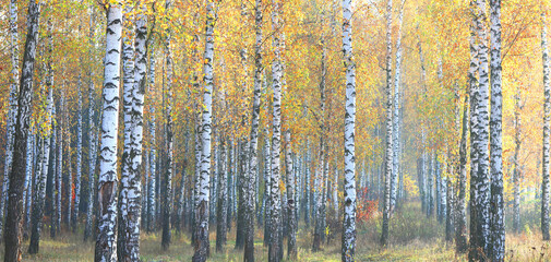 Fotobehang Berkenbos Geel berkenbos in oktoberse pracht  © yarbeer