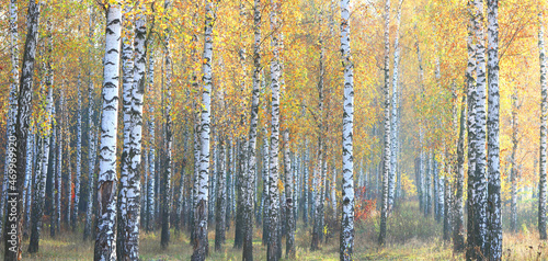 Fotografie beautiful scene with birches in yellow autumn birch forest in october among othe