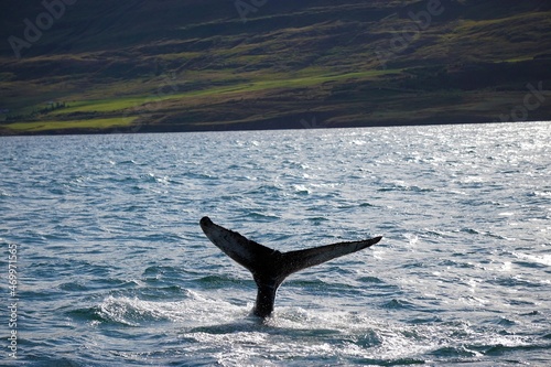 Humpback whale diving in fjord in Akureyri Iceland
