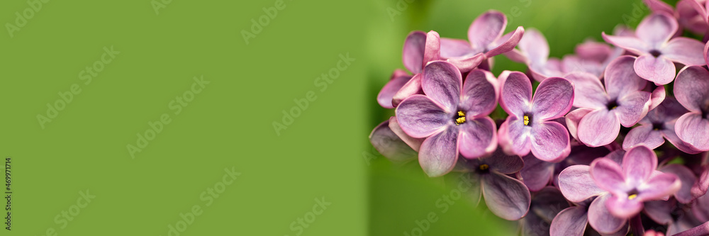 Macro photography of blooming lilac branch with rays of sun.Springtime blossom,purple color.Beautiful floral background,spring flowers,large banner with copy space.