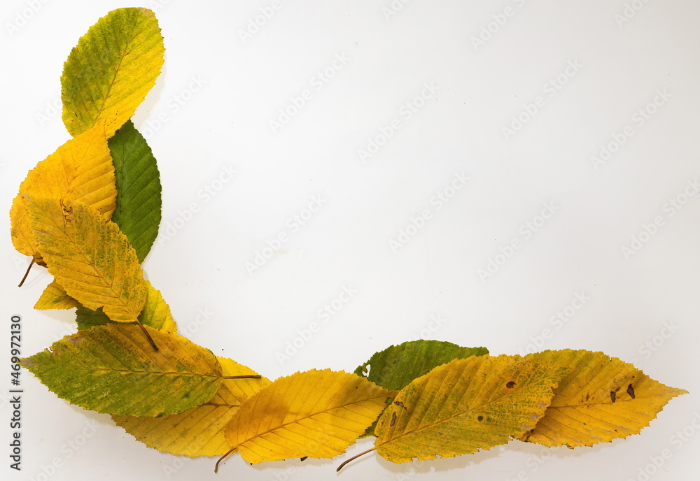 Obraz premium border frame of colorful autumn leaves isolated on white